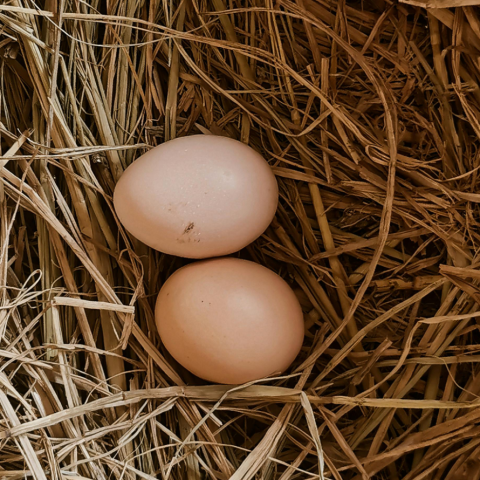 eggs