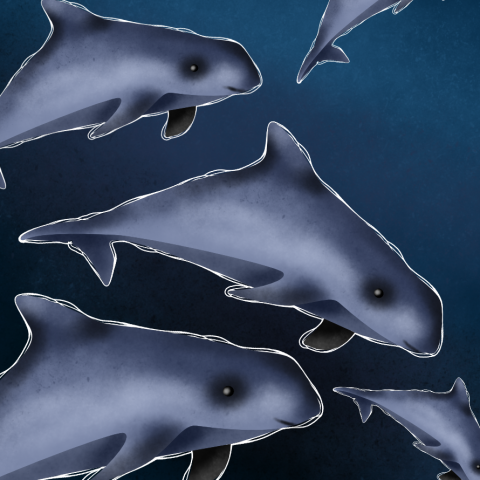 vaquitas