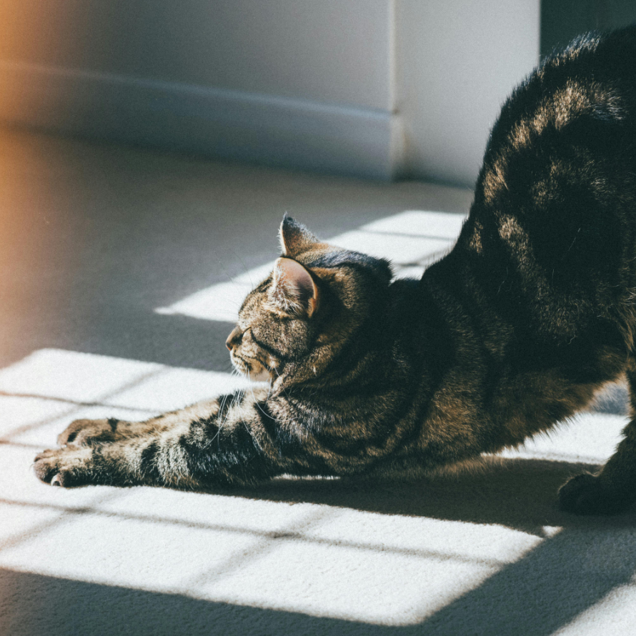 kitten stretching 