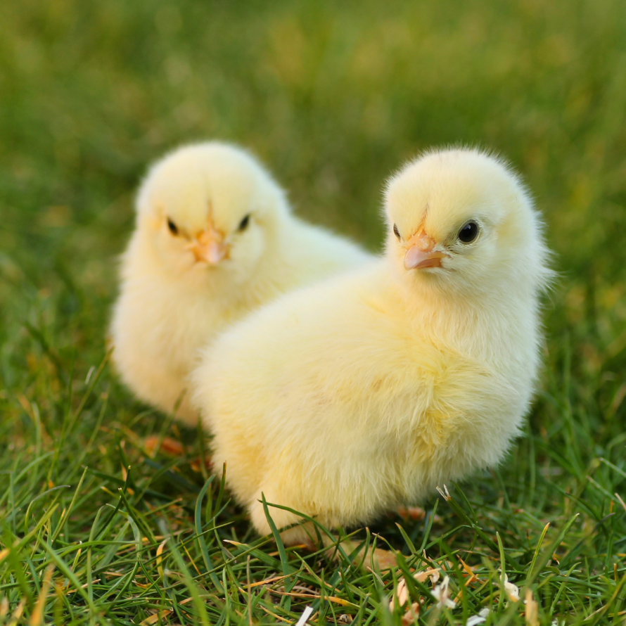 baby chicks